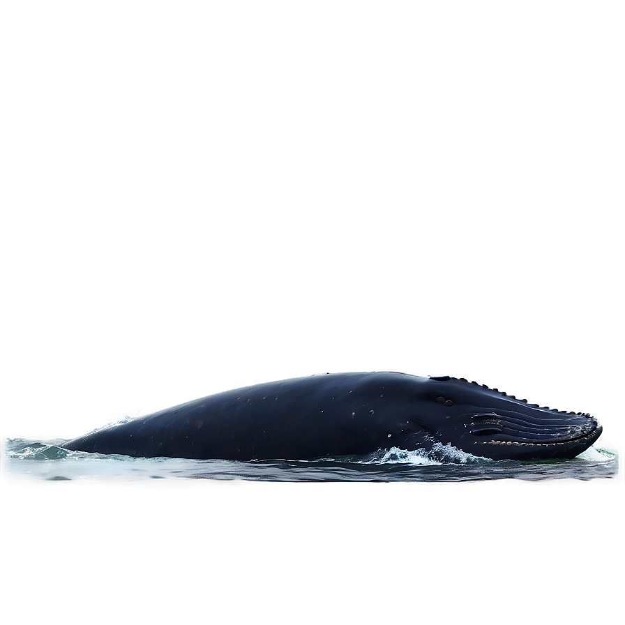 Humpback Whale Peaceful Ocean Png Qgi