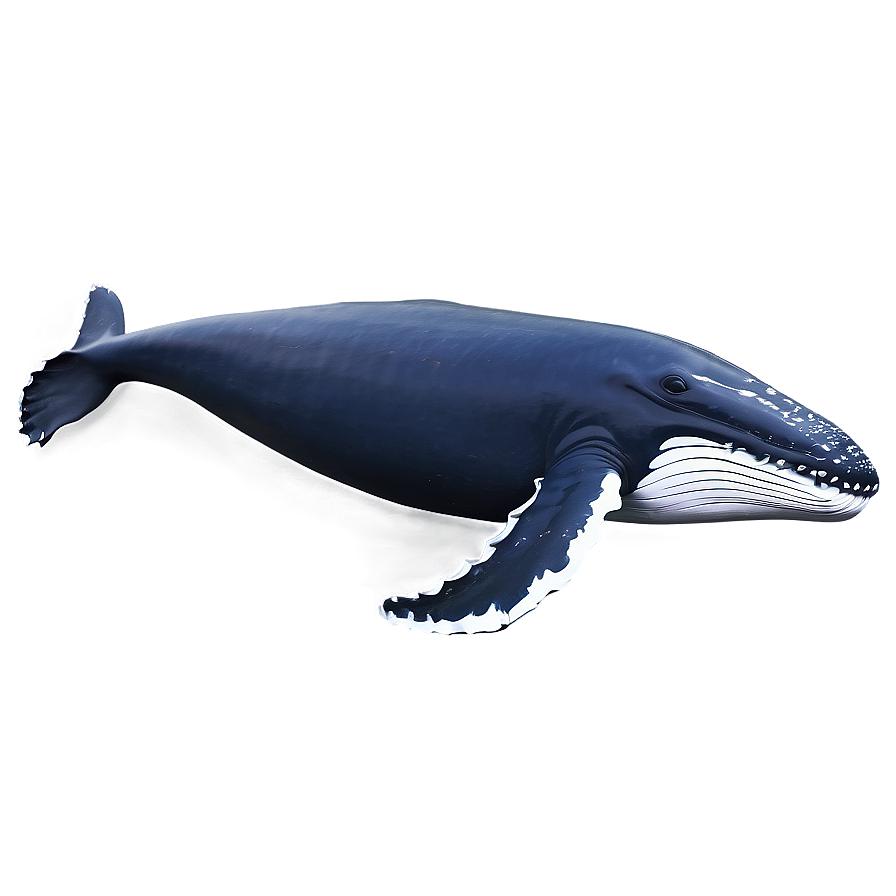 Humpback Whale Png 51