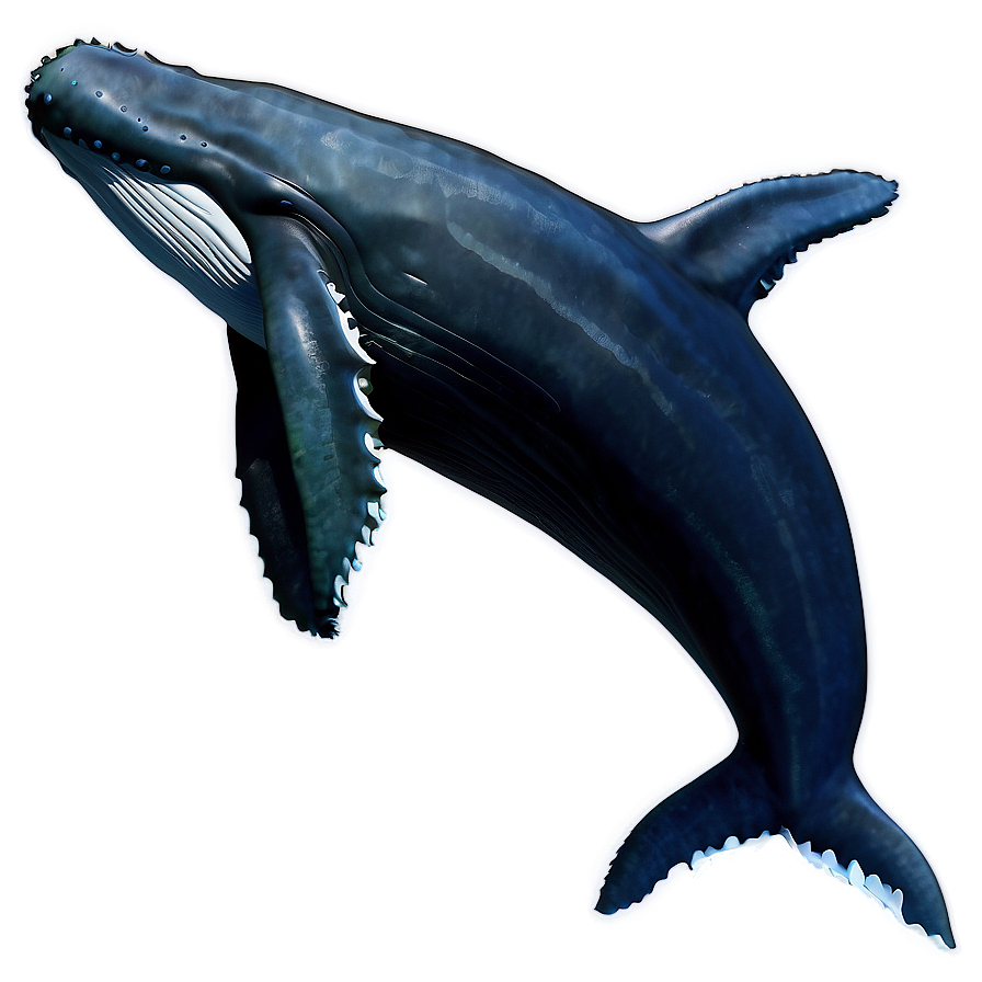 Humpback Whale Png Aeb