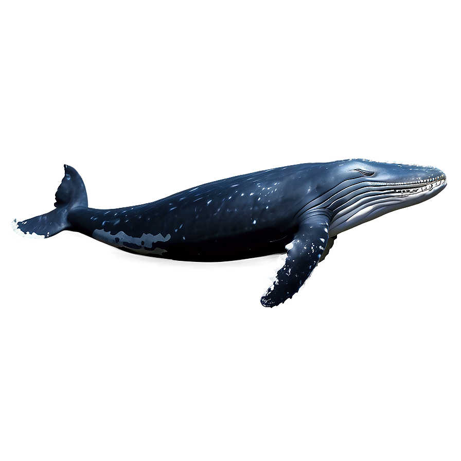 Humpback Whale Png Okj97