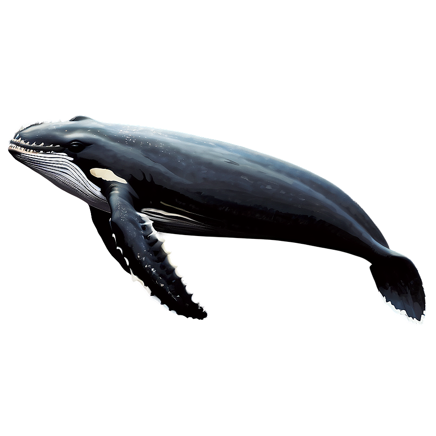 Humpback Whale Scientific Illustration Png 27