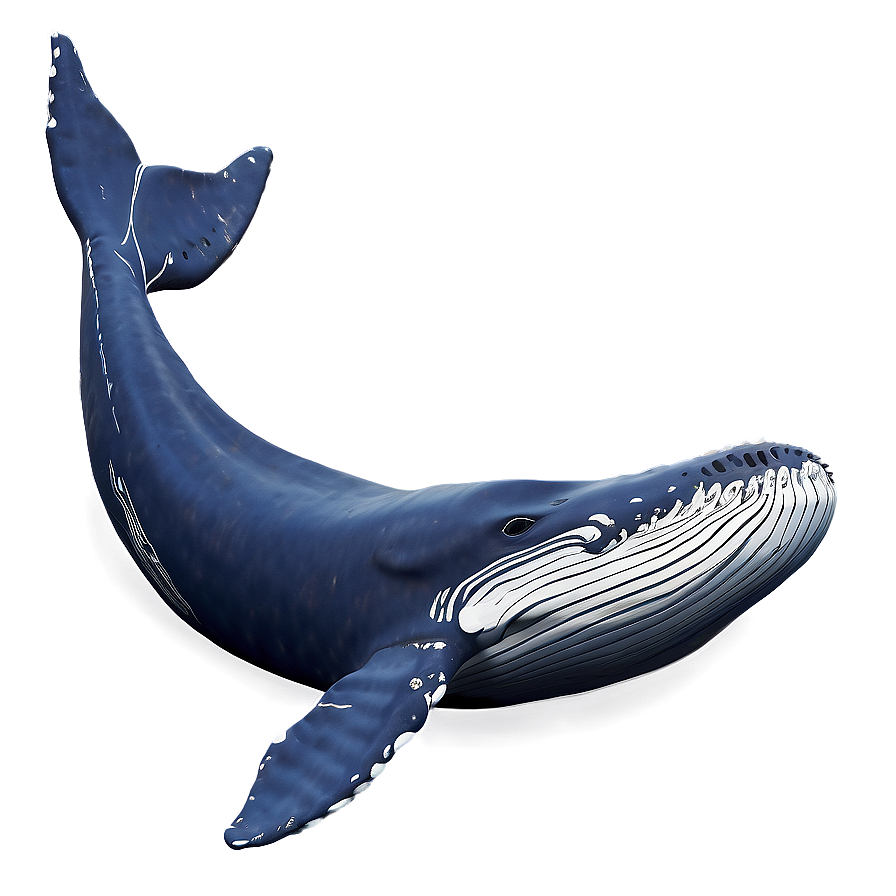 Humpback Whale Song Visualization Png 06212024