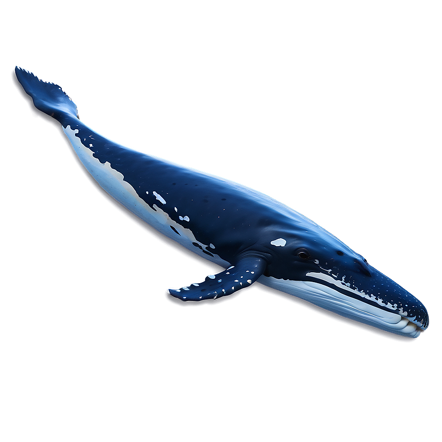 Humpback Whale Spirit Animal Png 90