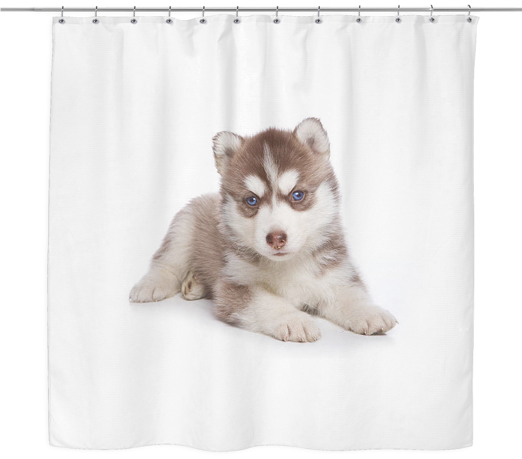 Husky Puppy Shower Curtain