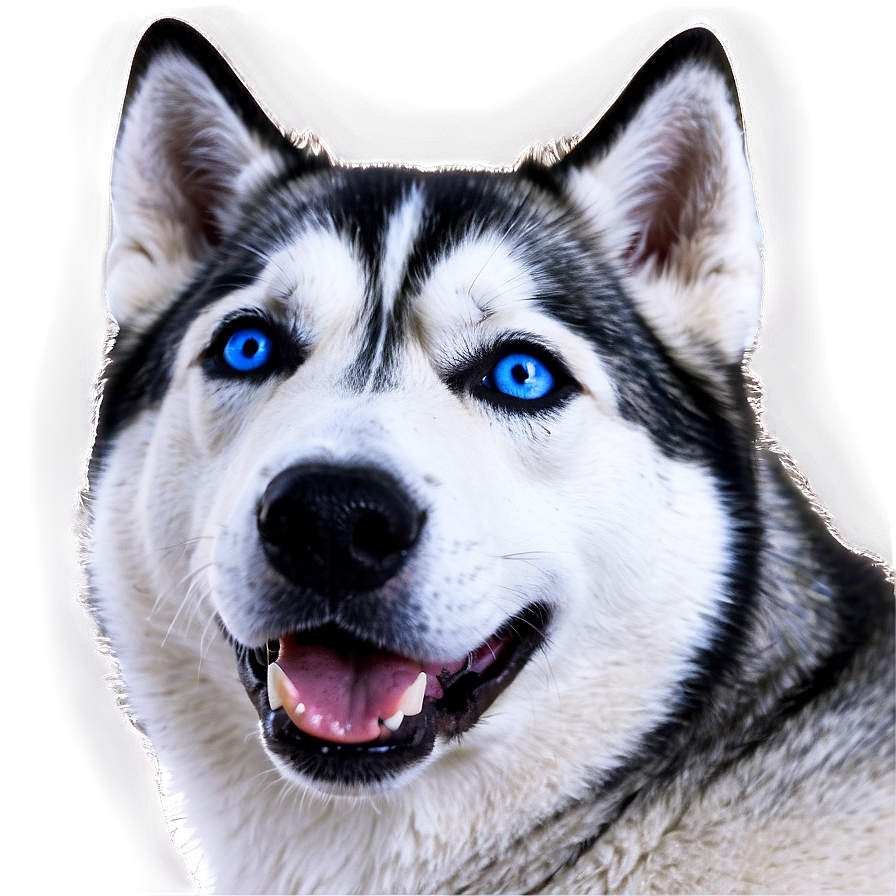 Husky With Blue Eyes Png 06252024