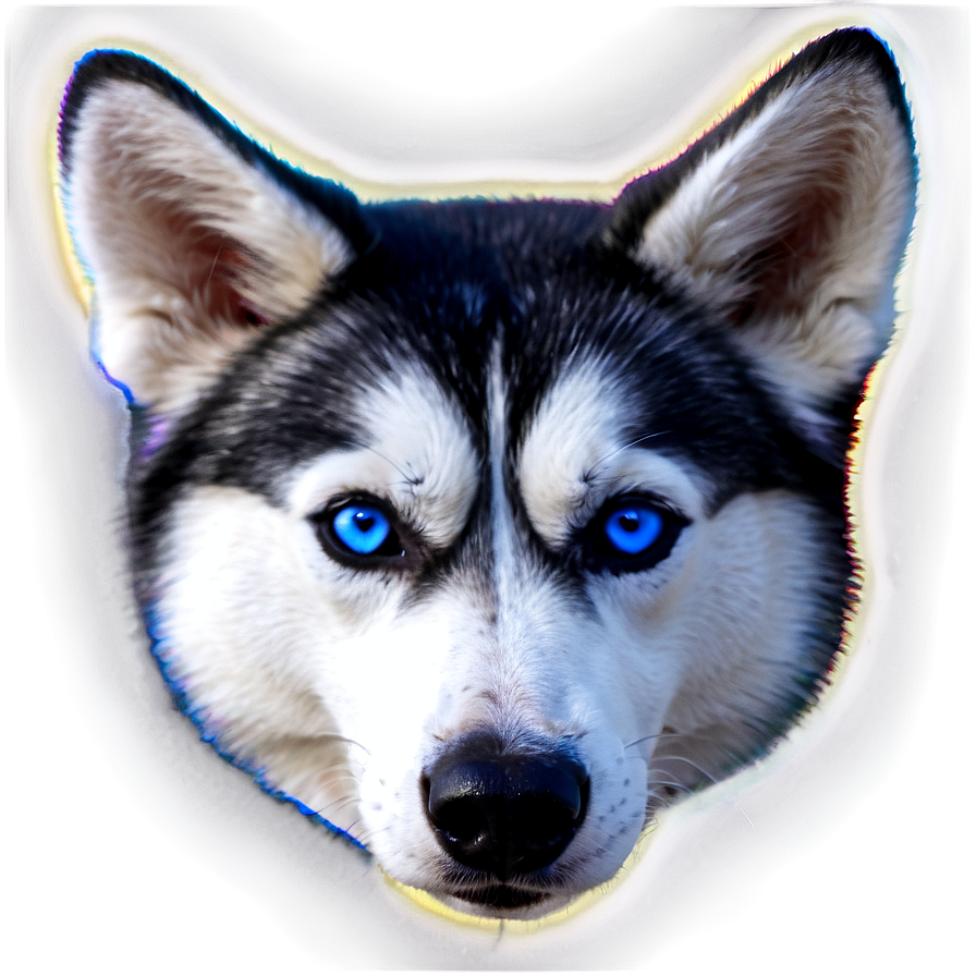 Husky With Blue Eyes Png 12