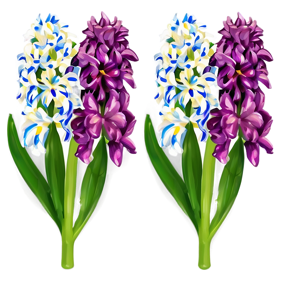 Hyacinth Flower Illustration Png Mei59