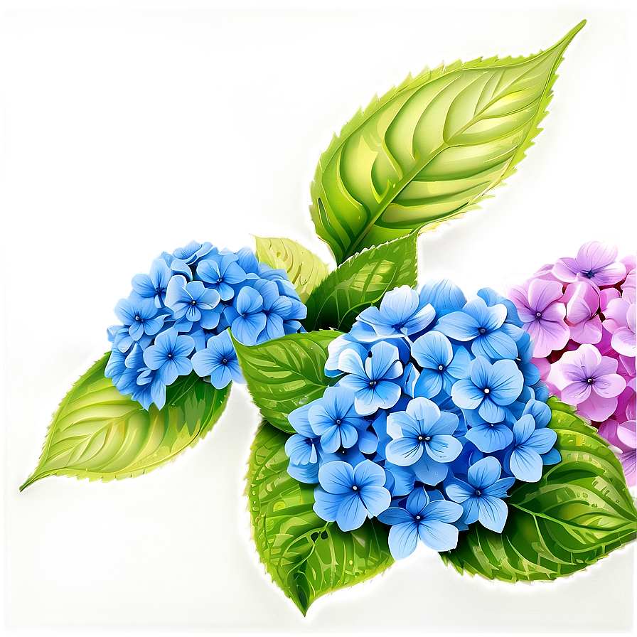 Hydrangea Background Png 05242024
