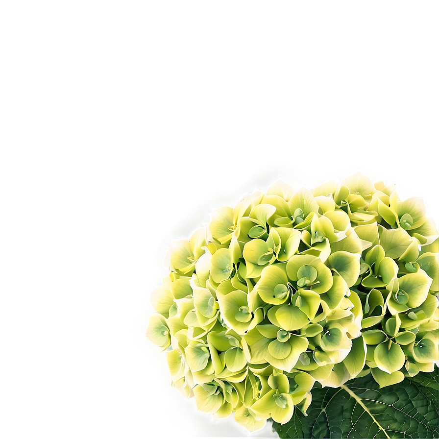 Hydrangea Background Png 23