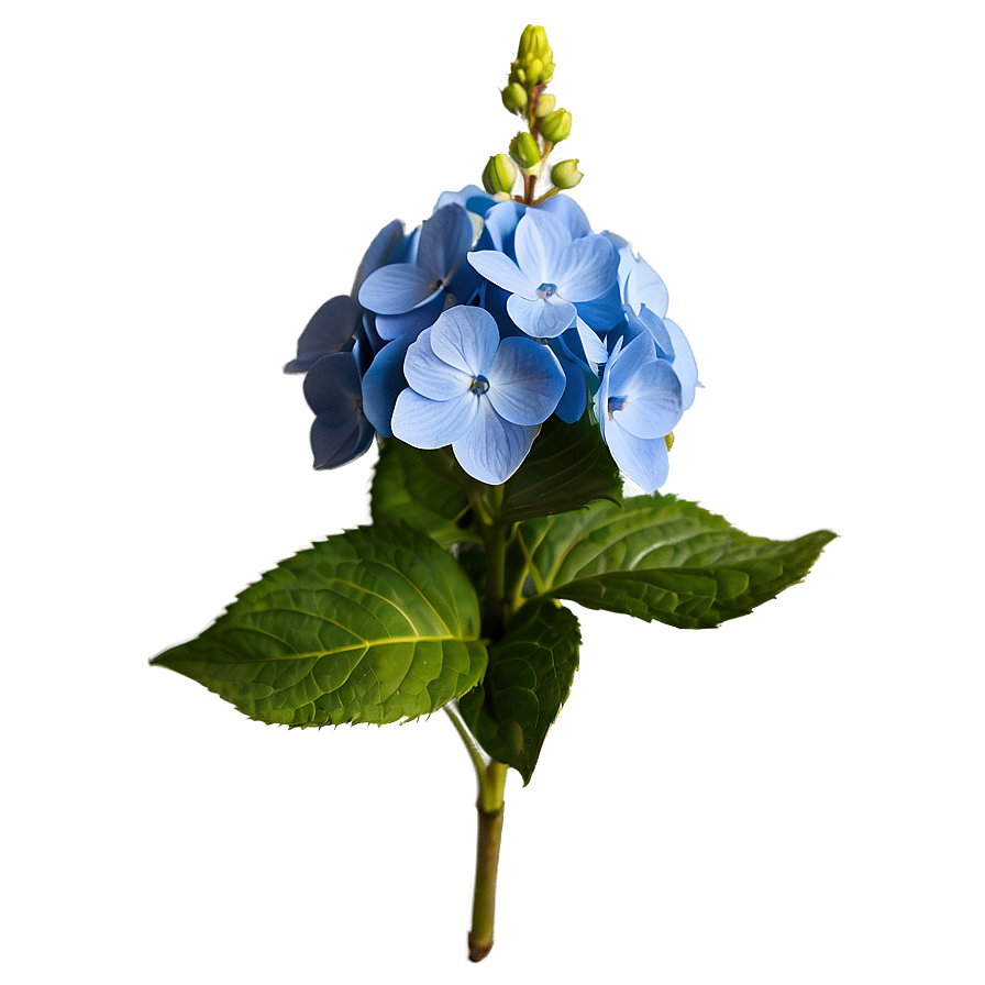 Hydrangea Bloom Png Qbo87