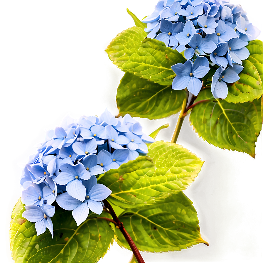 Hydrangea Clipart Png 05242024