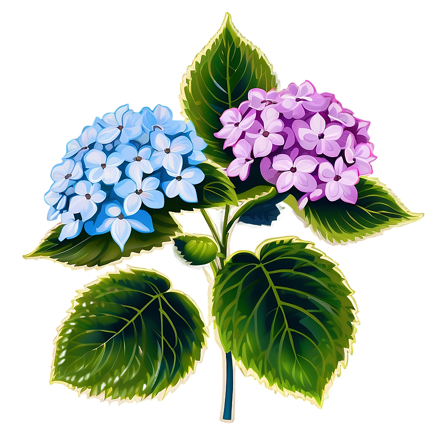 Hydrangea Clipart Png 33