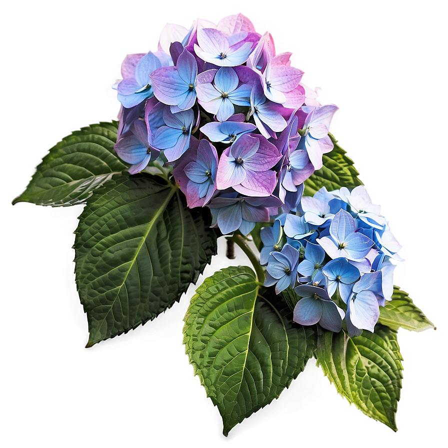 Hydrangea Cluster Png 05242024