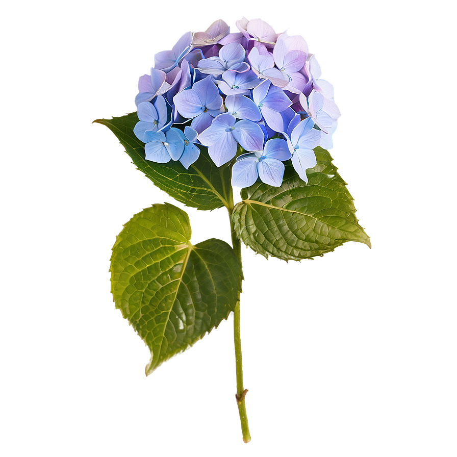 Hydrangea Cluster Png Abf