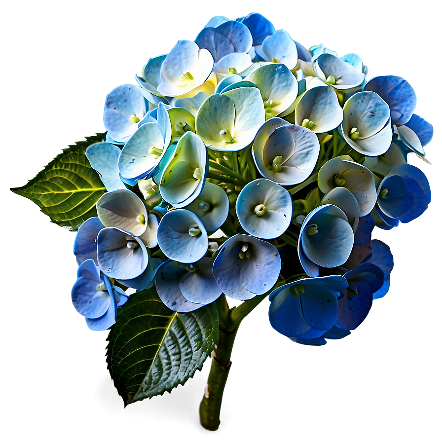 Hydrangea Flower Png Jxp