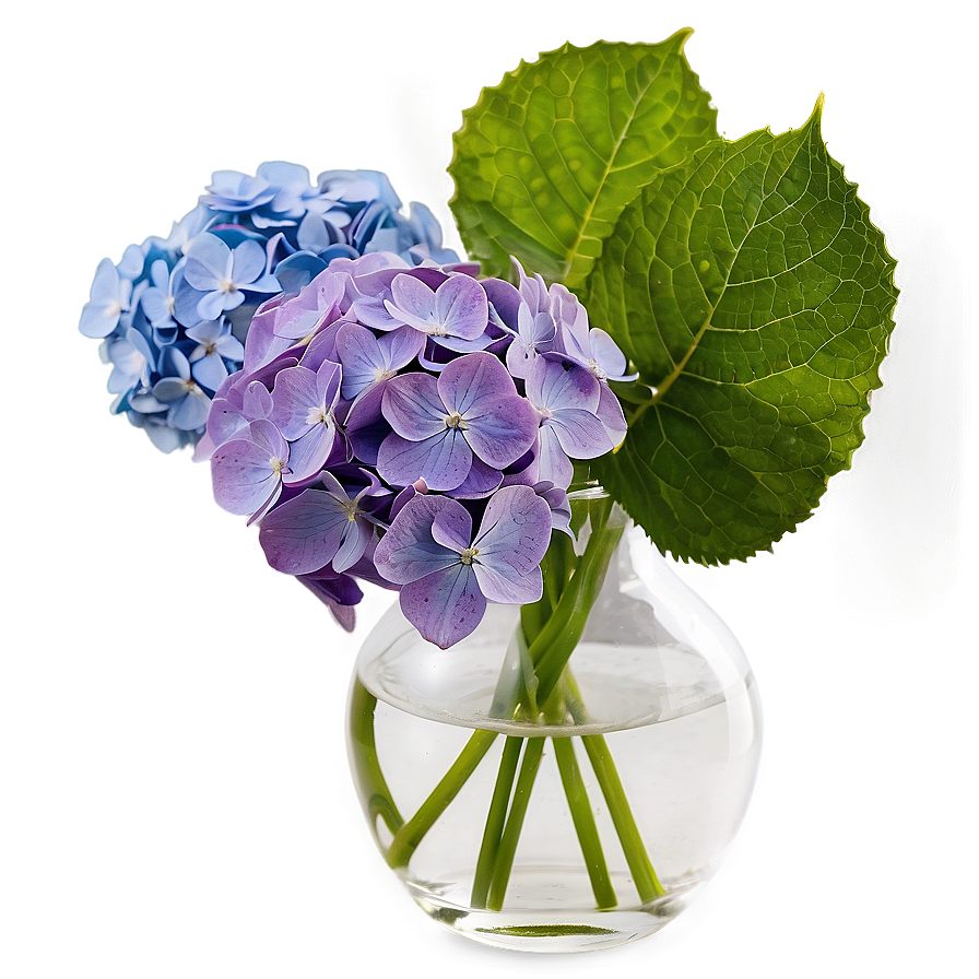 Hydrangea In Vase Png Igb60
