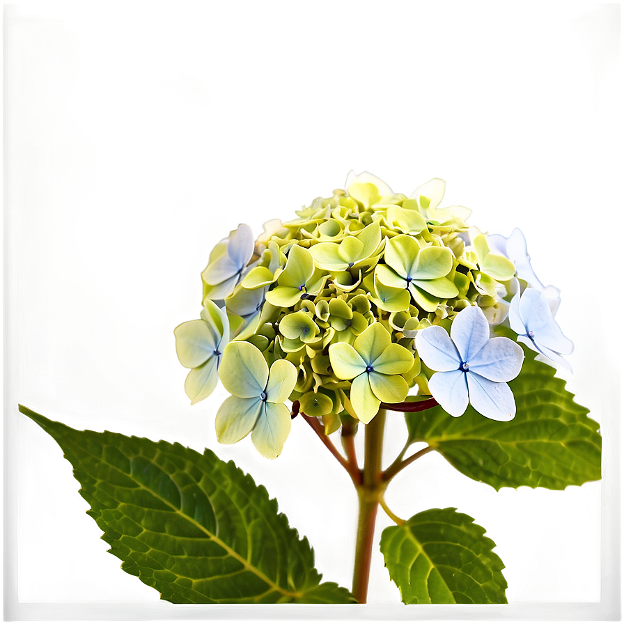 Hydrangea Macrophylla Png Ooj
