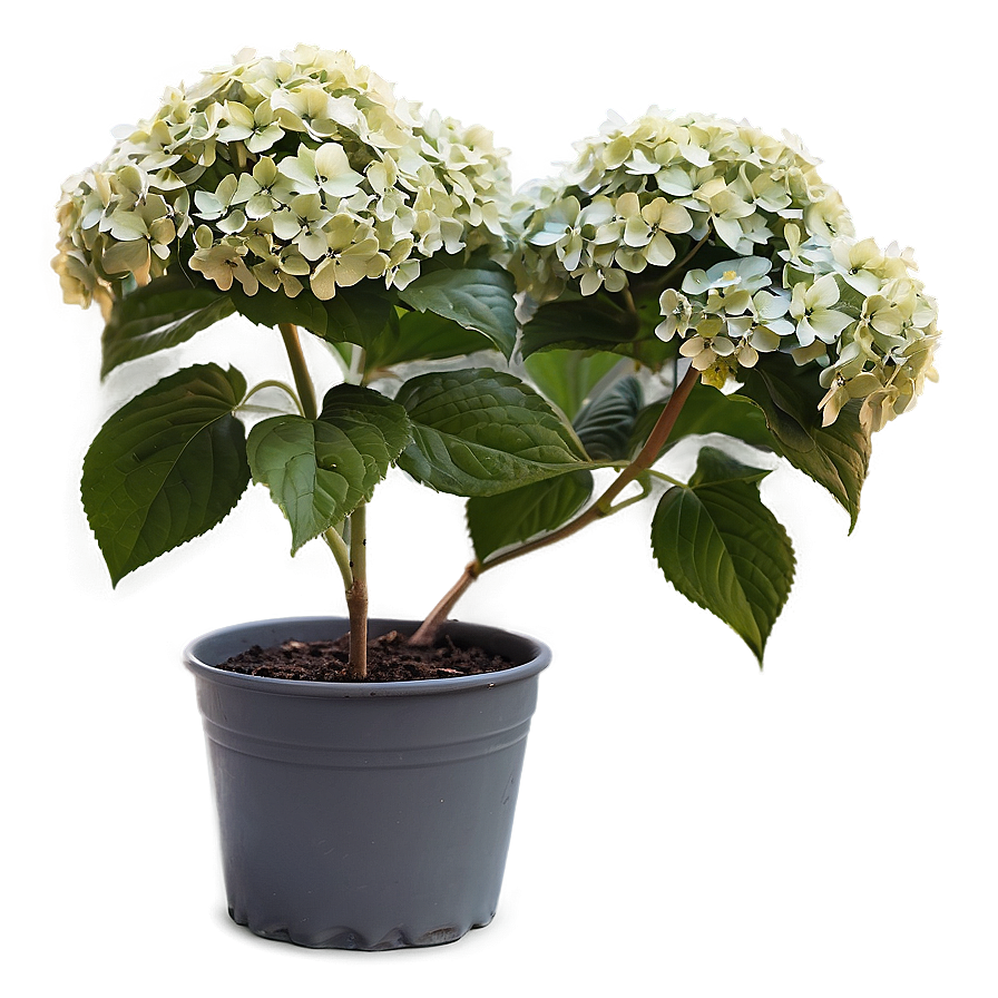 Hydrangea Shrub Png Msv75