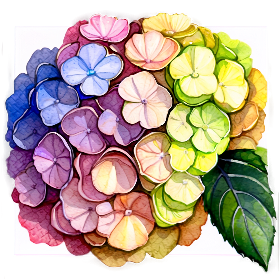 Hydrangea Watercolor Detail Png 50