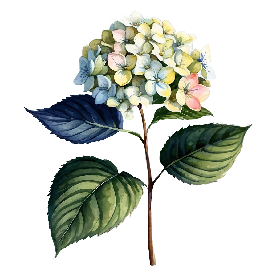 Hydrangea Watercolor Detail Png Bgk7