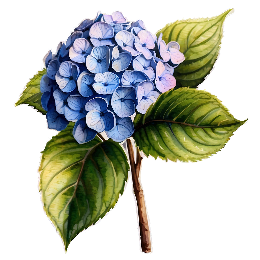 Hydrangea Watercolor Png Uef