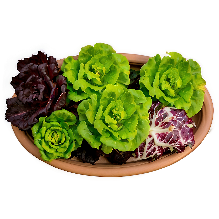 Hydroponic Lettuce Png 12