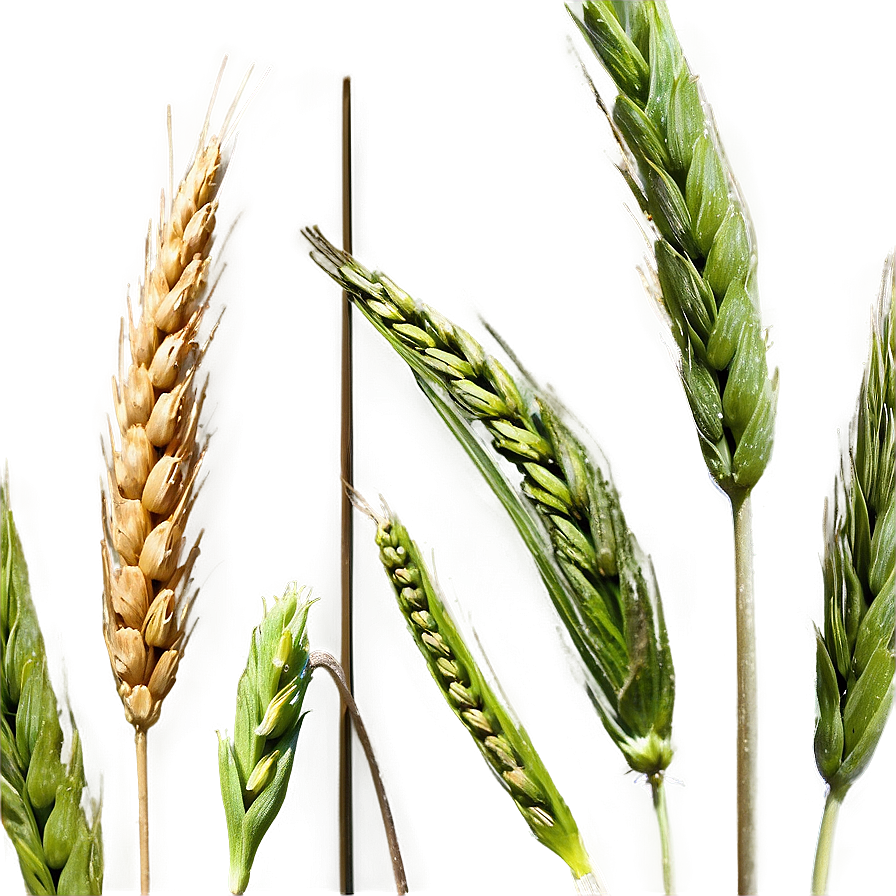 Idaho Agriculture Wheat Fields Png Qij