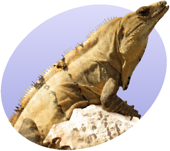 Iguanaon Rock Profile