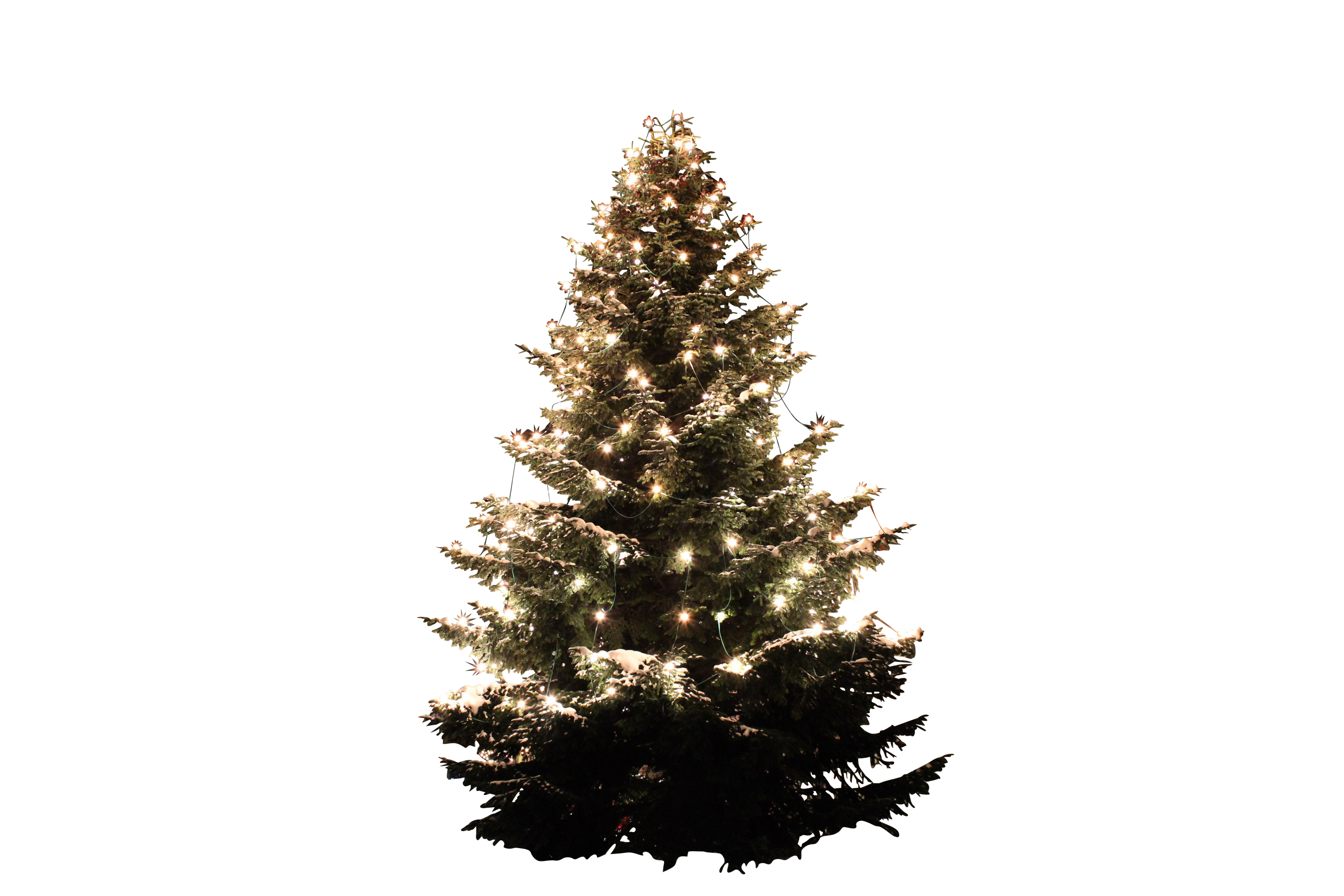 Illuminated Christmas Tree Against Black Background.jpg