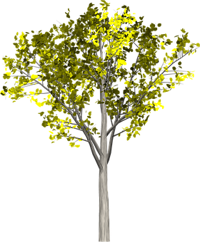 Illuminated Tree Against Dark Background