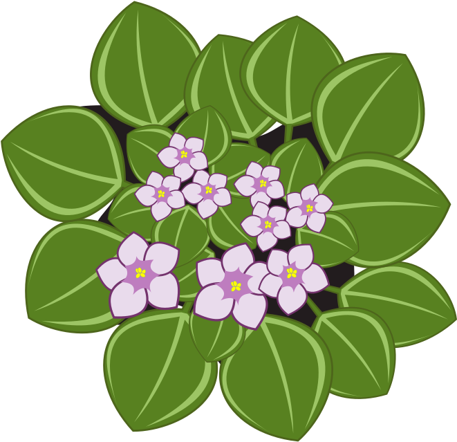 Illustrated African Violets