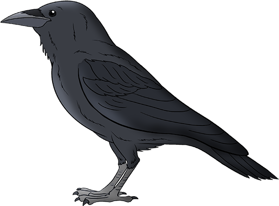 Illustrated Black Bird Standing