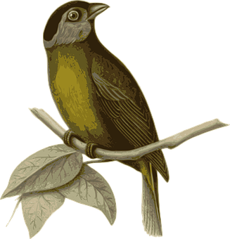 Illustrated Brown Birdon Branch