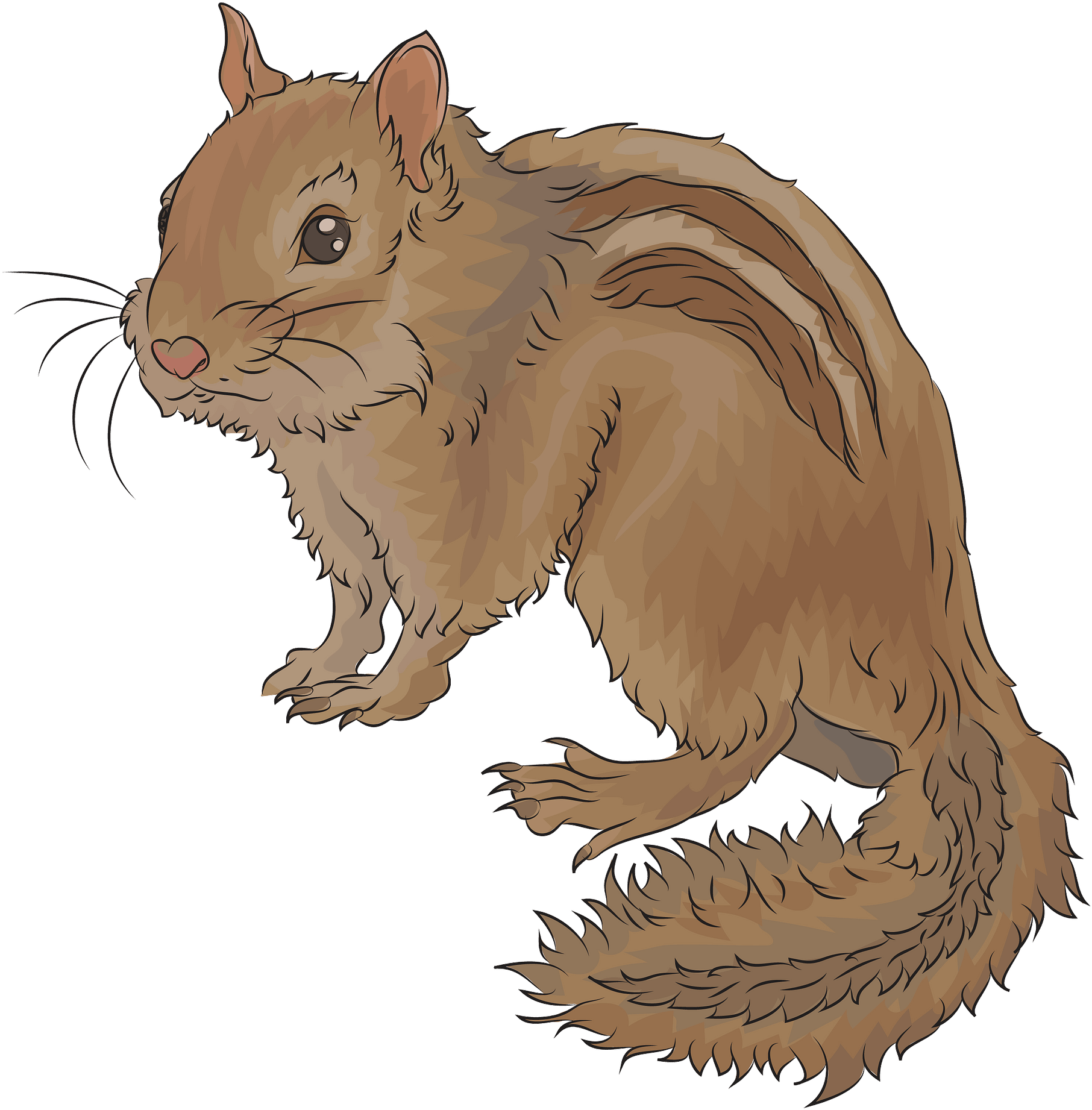 Illustrated Brown Squirrel