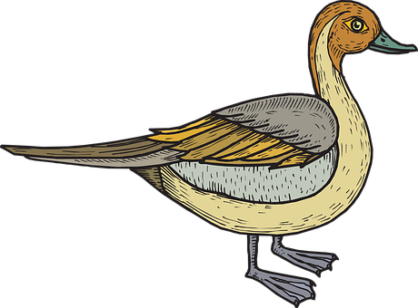 Illustrated Duck Side View