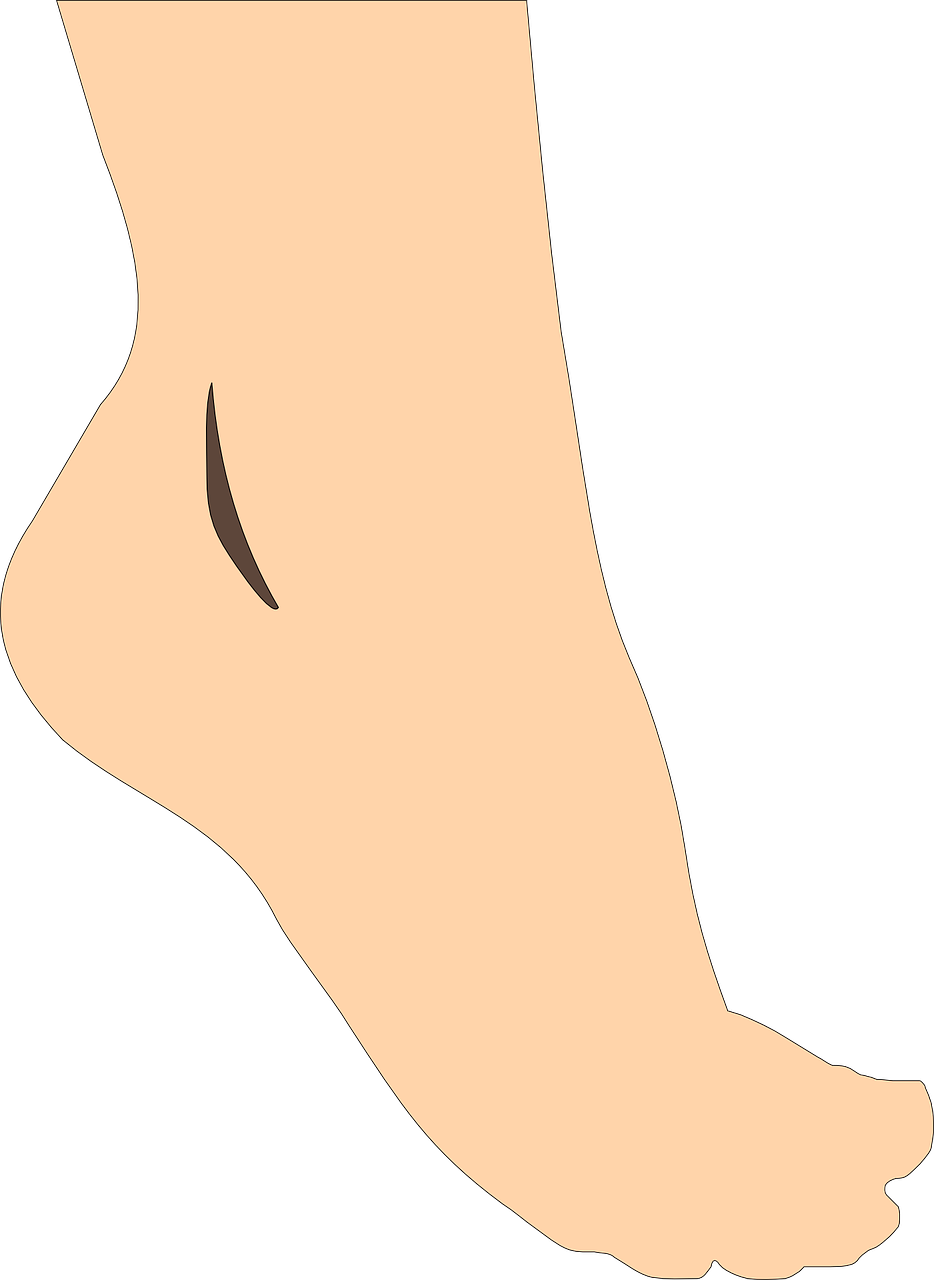 Illustrated Human Foot Side View.png