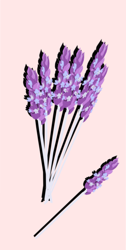 Illustrated Lavender Bouquet