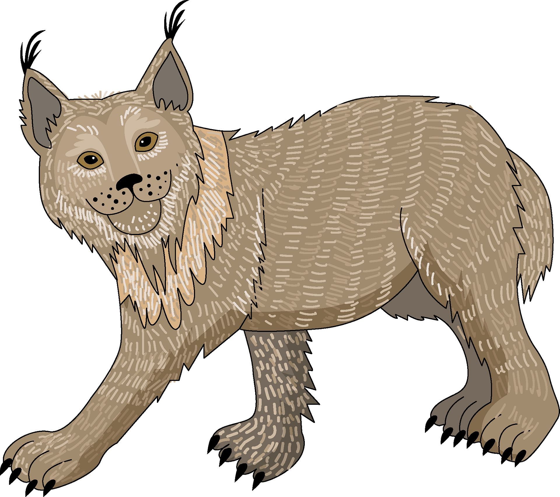 Illustrated Lynx Wild Cat