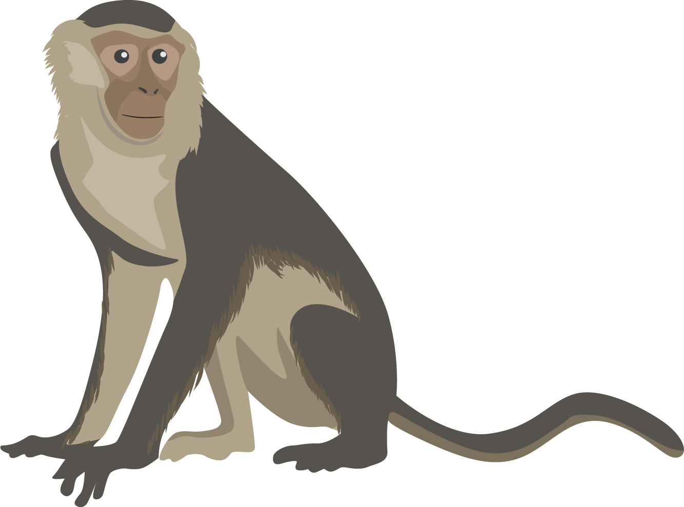 Illustrated Monkey Graphic