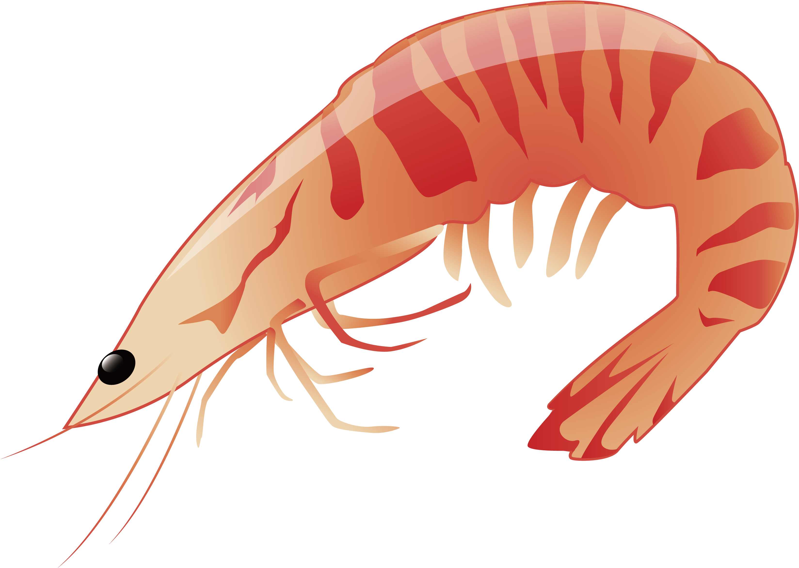 Illustrated Prawn Graphic