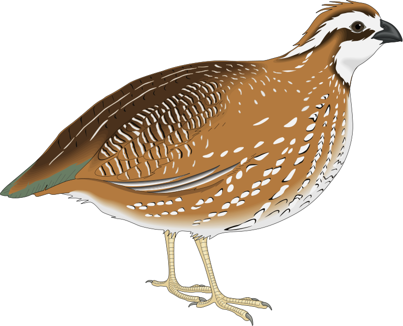 Illustrated Quail Side View