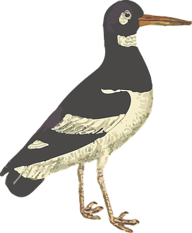 Illustrated Seabird Standing