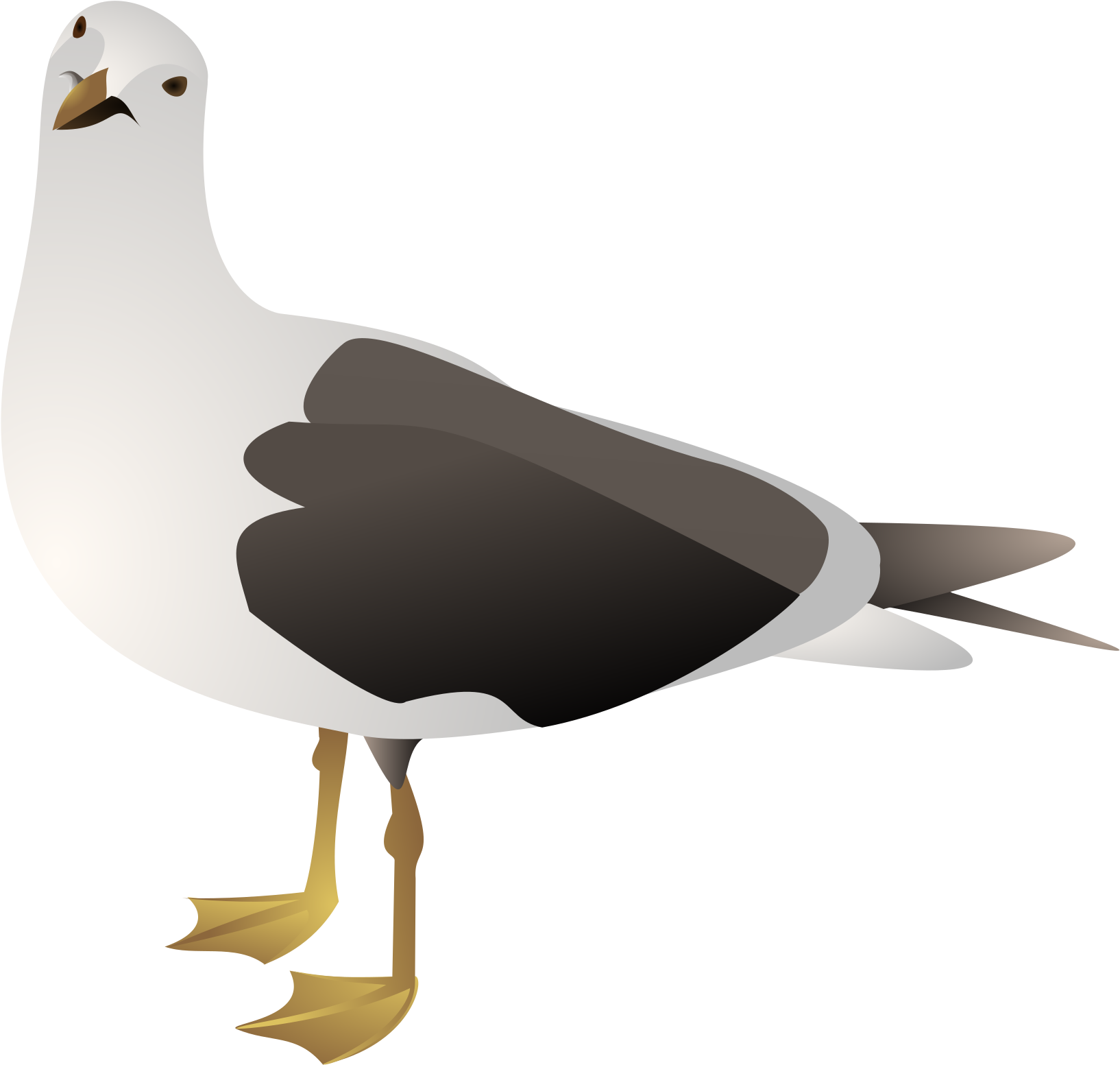 Illustrated Seagull Graphic