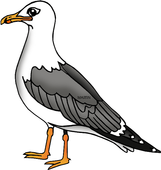 Illustrated Seagull Standing