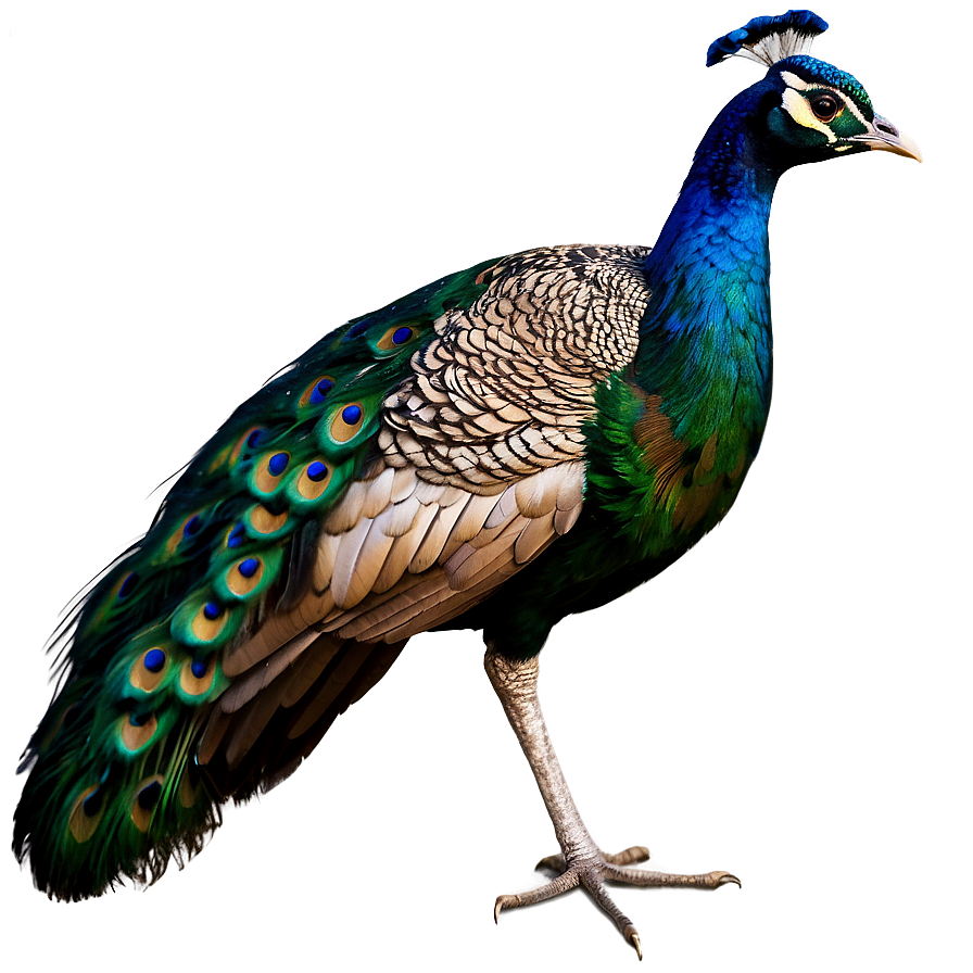 Indian Peacock Png 85