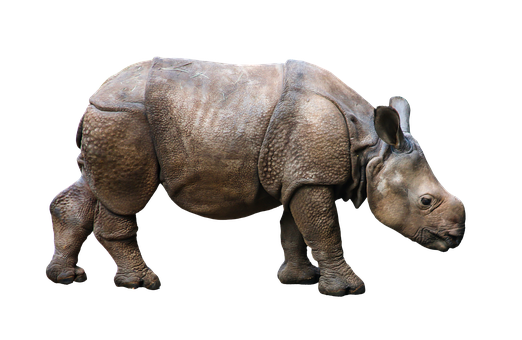 Indian Rhinoceros Isolatedon Black Background