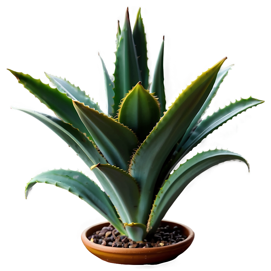 Indoor Agave Plant Png 06282024