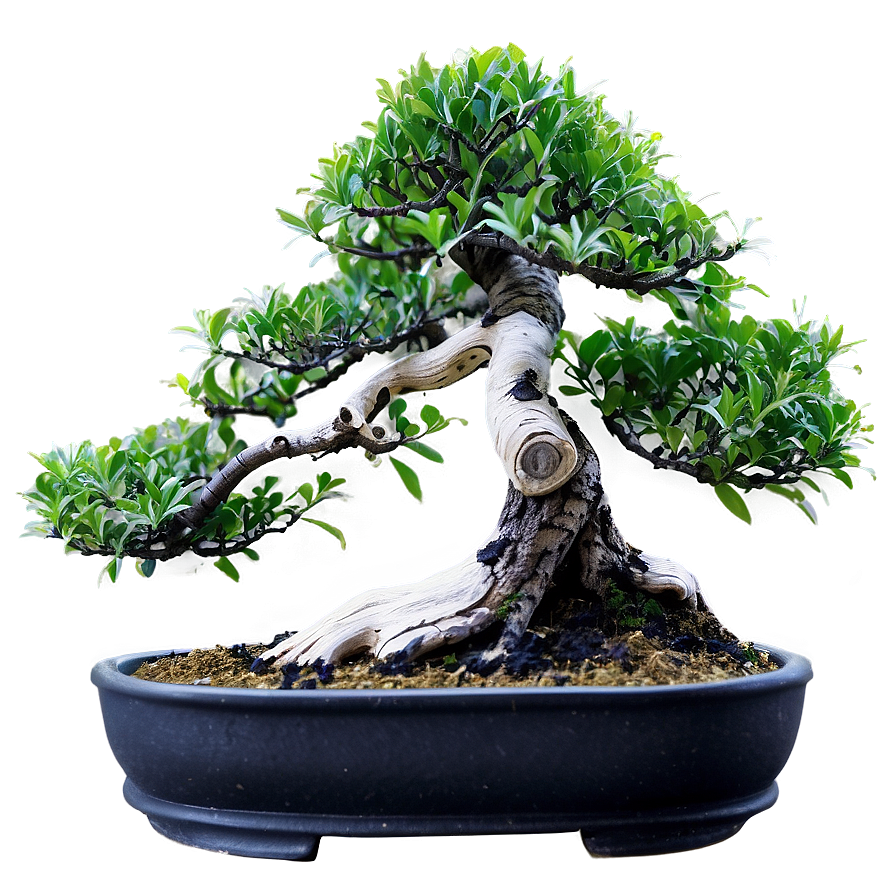 Indoor Bonsai Tree Png 43