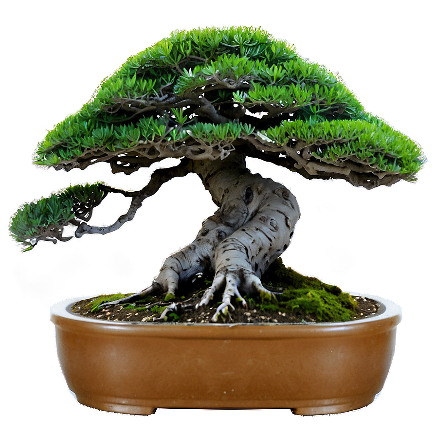 Indoor Bonsai Trees Png 22