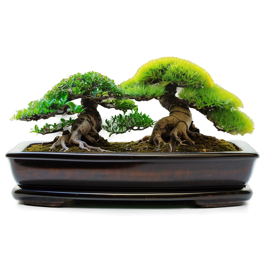 Indoor Bonsai Trees Png Egp72